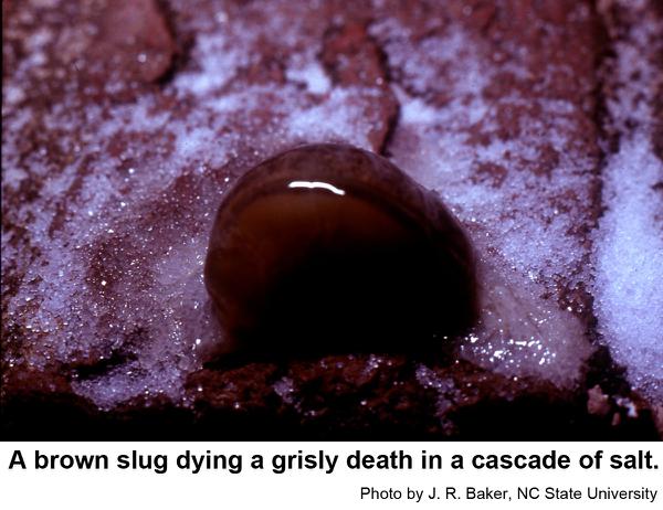 slug salted to death